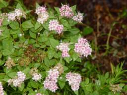 Flower bush2.JPG
